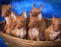 Cirneco puppies