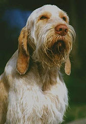 Photo of a Spinone Mysko Bringa