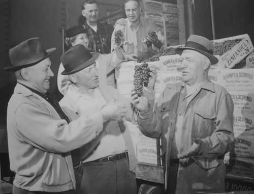 Photo at DeSanto and Scaringi warehouse with Zinfandel grapes, early 1960s.