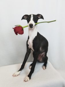 Roman, Champion Italian Greyhound