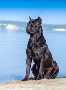 italian dog breed, cane corso