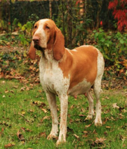 italian dog breed, bracco